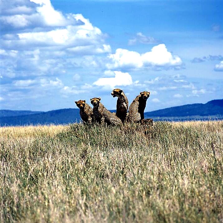 7 Days Tanzania Northern Circuit